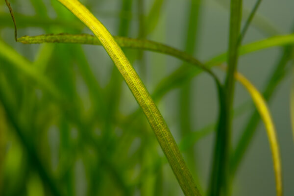 Close-up of TC Saggitaria Subulata Needle Leaf plant with slender green foliage