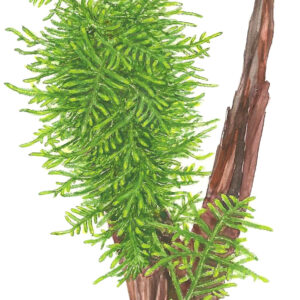 TC Taxiphyllum Spiky