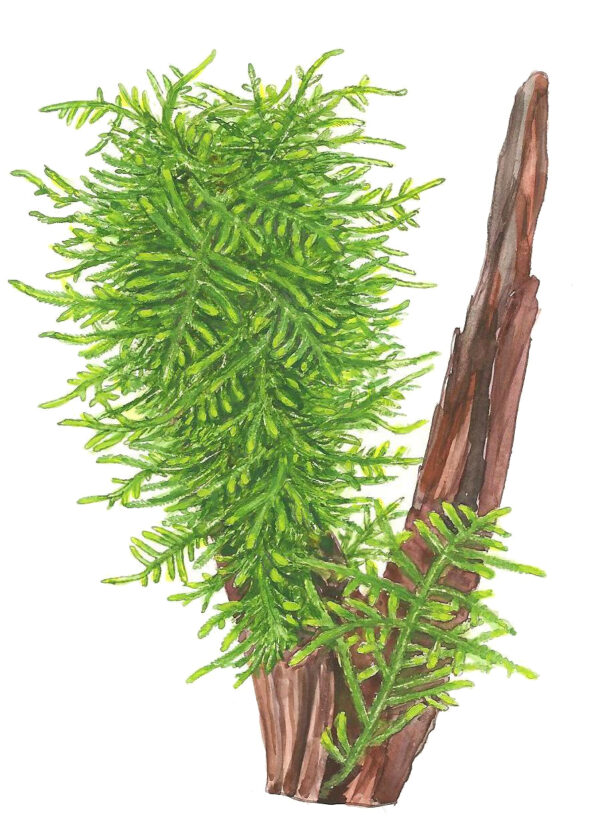 TC Taxiphyllum Spiky