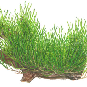 TC Taxiphyllum Flame