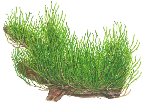 TC Taxiphyllum Flame