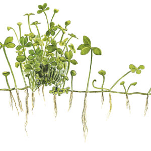TC Marsilea Hirsuta