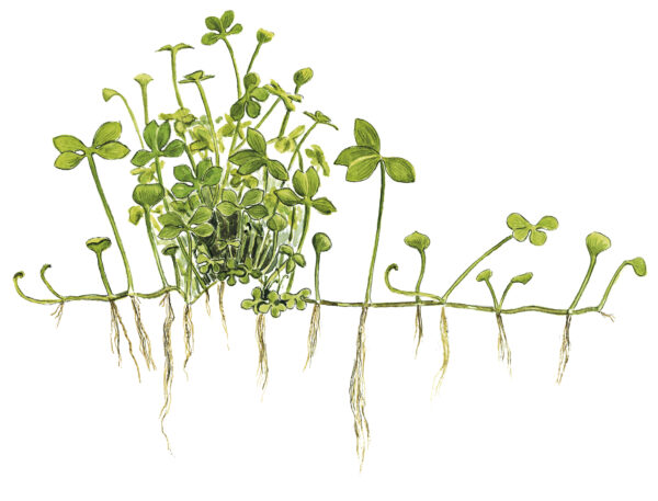 TC Marsilea Hirsuta
