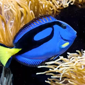 Paracanthurus hepatus