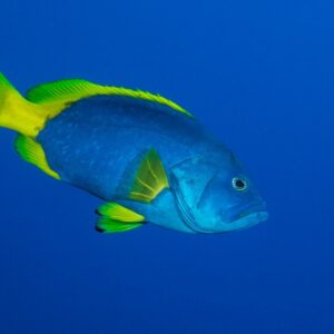 Epinephelus flavocaeruleus