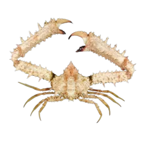 Elbow Crab