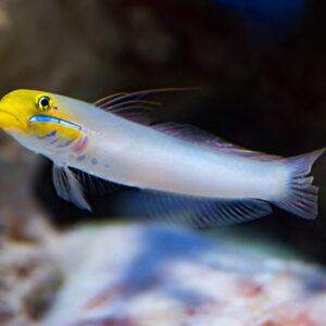 Valenciennea strigata