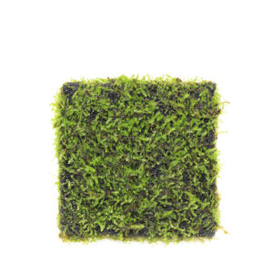 Wabi-Kusa Mat Vesicularia Montegni