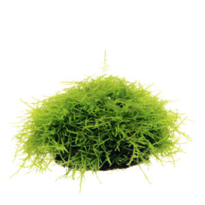 Wabi-Kusa Mat Taxiphyllum barbieri