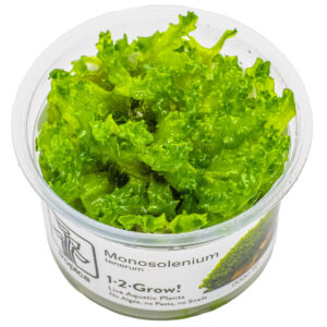 TC Monosolenium Tenerum