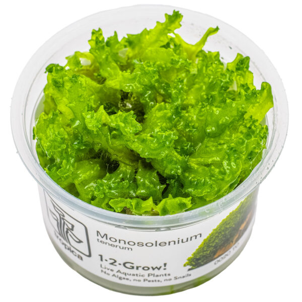 TC Monosolenium Tenerum