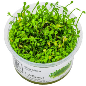 TC Marsilea Minuta