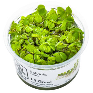 TC Salvinia Minima