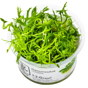 TC Ranunculus Inundatus