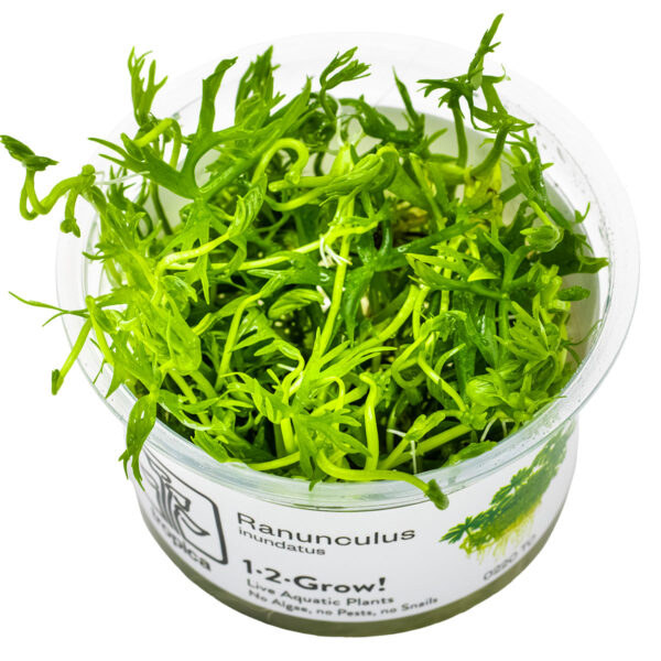 TC Ranunculus Inundatus
