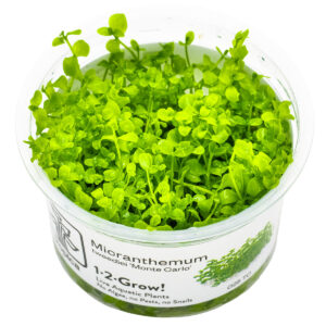 TC Micranthemum Monte Carlo