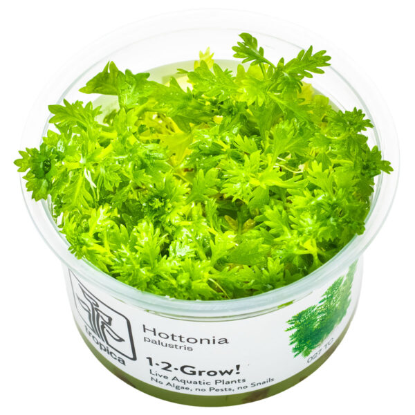TC Hottonia Palustris