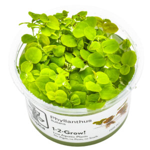 TC Phyllanthus Fluitans