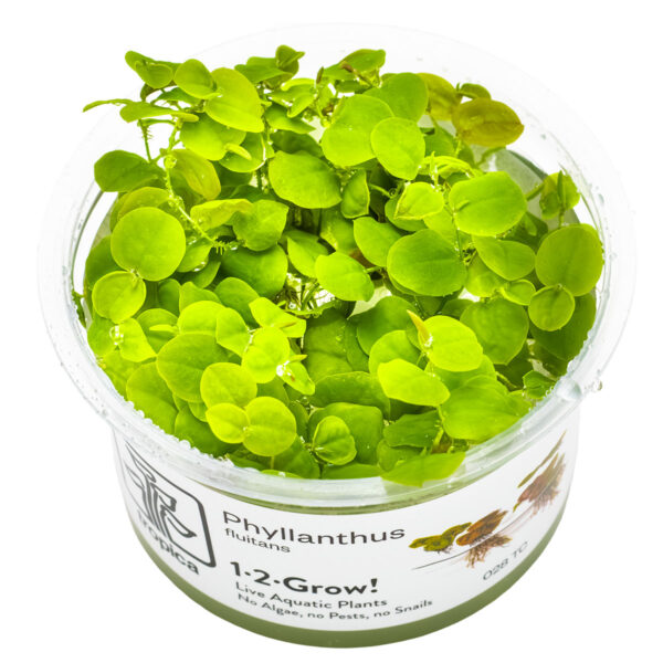 TC Phyllanthus Fluitans