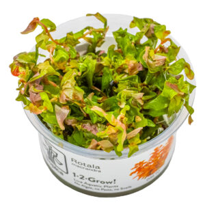 TC Rotala Macrandra
