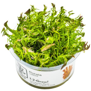 TC Rotala Wallichii