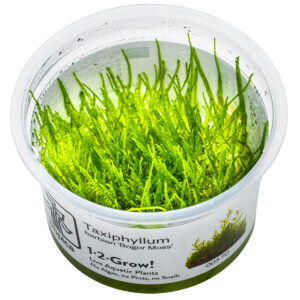 TC Taxiphyllum Barbieri 'Bogor Moss'