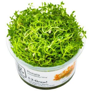 TC Rotala Vietnam HRa