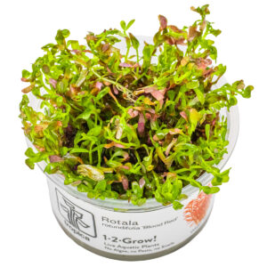 TC Rotala Rotundifolia 'Blood Red'