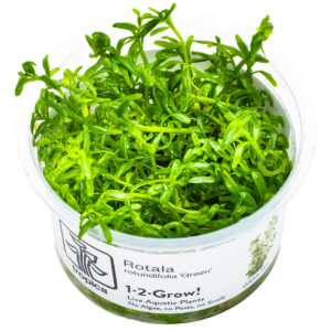 TC Rotala Green