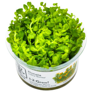 TC Rotala Bonsai