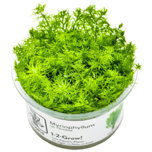 TC Myriophyllum Guyana
