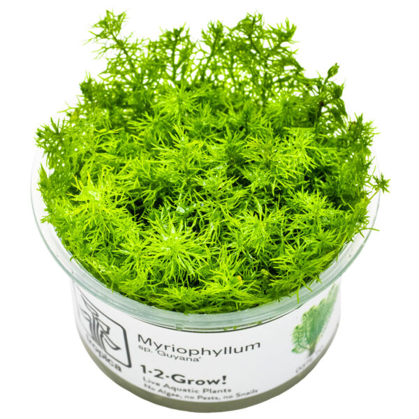 TC Myriophyllum Guyana