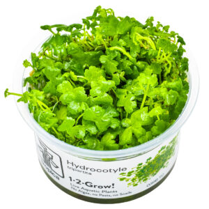 TC Hydrocotyle Tripartita