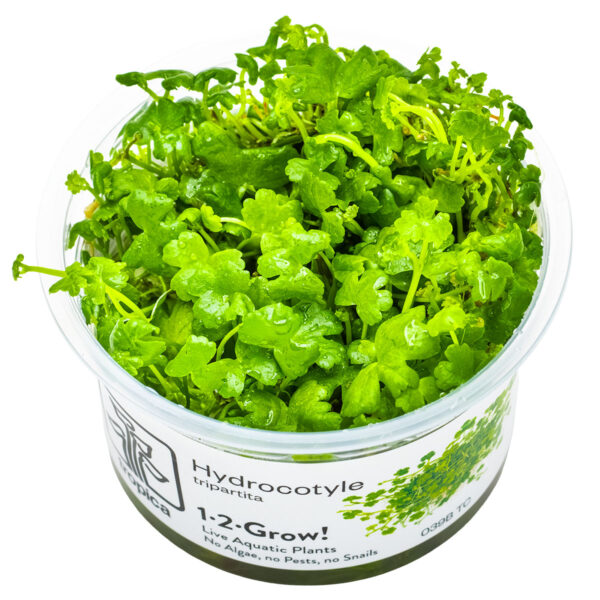 TC Hydrocotyle Tripartita