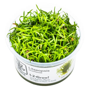 TC Lilaeopsis Brasiliensis