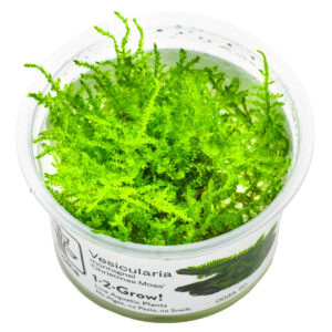 TC Vesicularia Montagnei 'Christmas Moss'