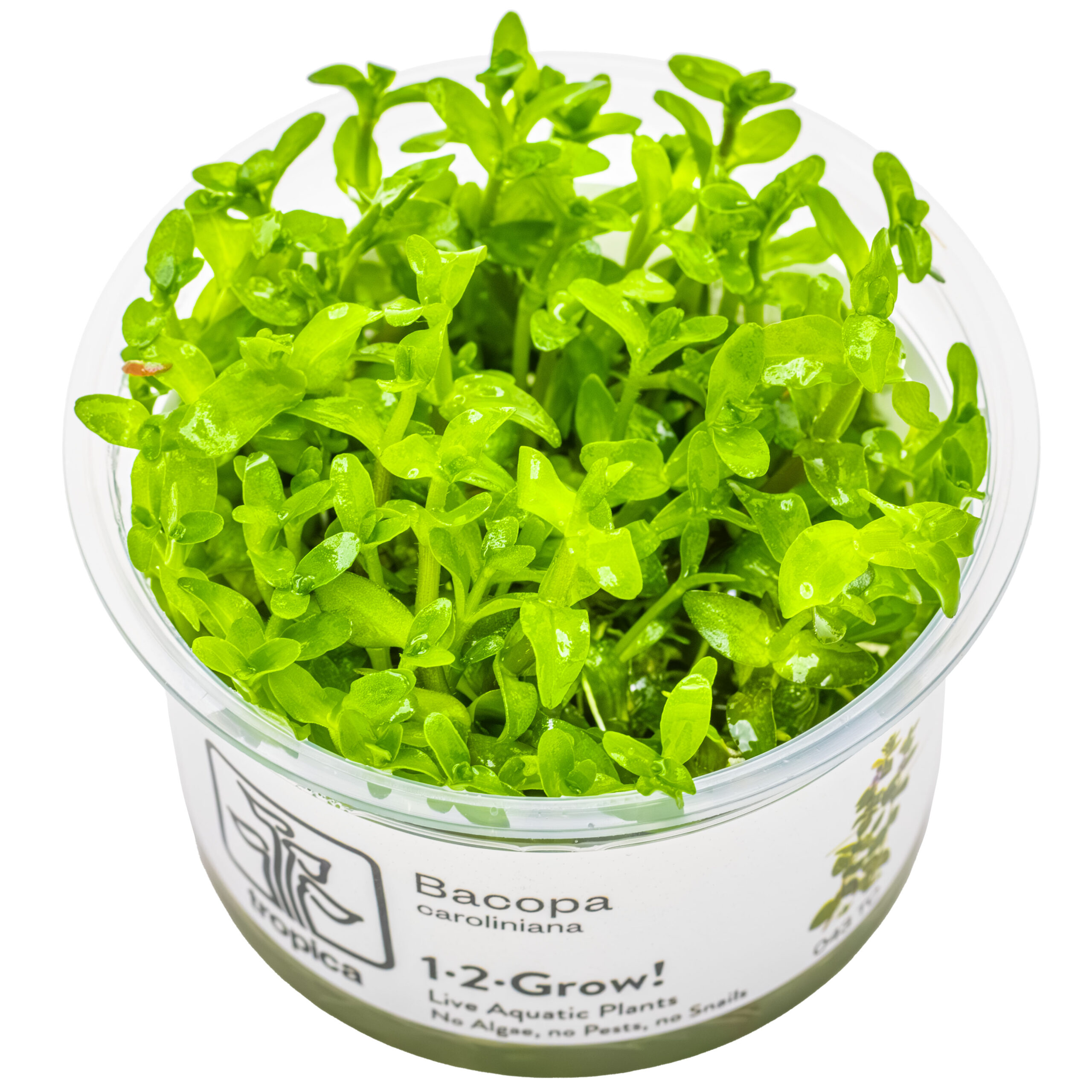 TC Bacopa Caroliniana