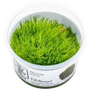 TC Riccia Fluitans