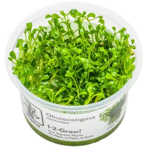 TC Glossostigma Elatinoides