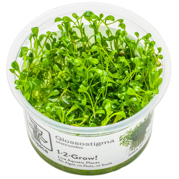 TC Glossostigma Elatinoides