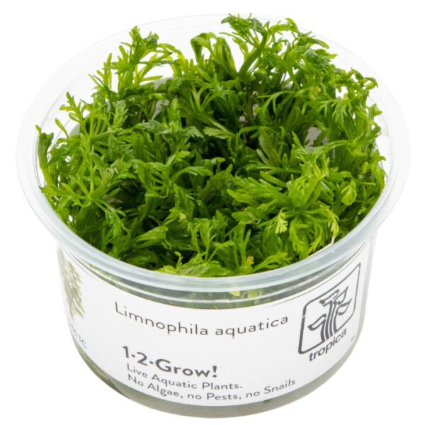 TC Limnophila Aquatica