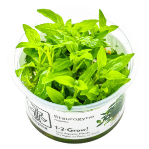 TC Staurogyne Repens