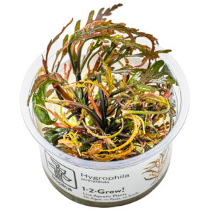 TC Hygrophila Pinnatifida