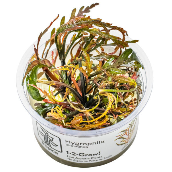 TC Hygrophila Pinnatifida