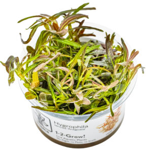 TC Hygrophila Araguaia