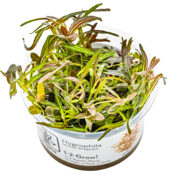 TC Hygrophila Araguaia