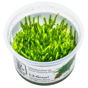 003B TC Vesicularia Ferriei 'Weeping Moss'