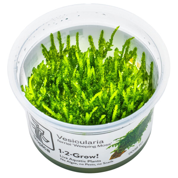 003B TC Vesicularia Ferriei 'Weeping Moss'