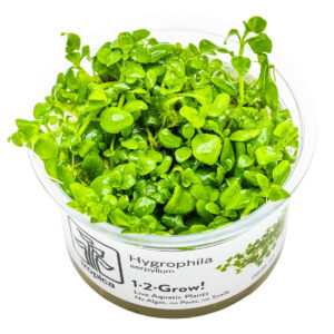 TC Hygrophila Serpyllum