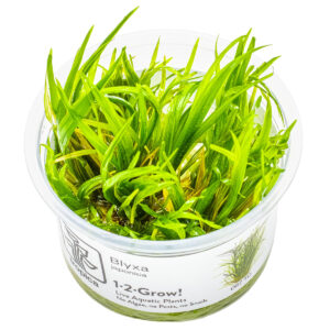 TC Blyxa Japonica